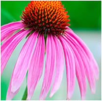 naturopathie longueuil image